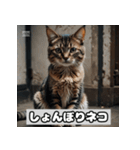 いろんな表情のネコ_001（個別スタンプ：34）