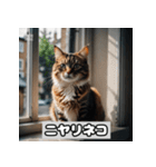 いろんな表情のネコ_001（個別スタンプ：36）