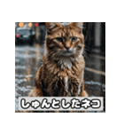 いろんな表情のネコ_001（個別スタンプ：37）