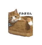 うちのももの日常猫スタンプ（個別スタンプ：2）