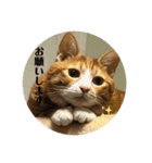 うちのももの日常猫スタンプ（個別スタンプ：4）