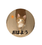 うちのももの日常猫スタンプ（個別スタンプ：8）