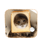 うちのももの日常猫スタンプ（個別スタンプ：12）