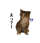 うちのももの日常猫スタンプ（個別スタンプ：14）
