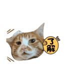 うちのももの日常猫スタンプ（個別スタンプ：15）
