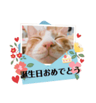 うちのももの日常猫スタンプ（個別スタンプ：16）