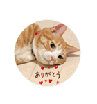 うちのももの日常猫スタンプ（個別スタンプ：17）