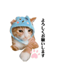 うちのももの日常猫スタンプ（個別スタンプ：18）