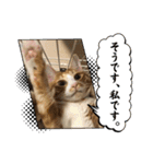 うちのももの日常猫スタンプ（個別スタンプ：19）