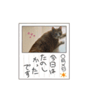 うちのももの日常猫スタンプ（個別スタンプ：21）