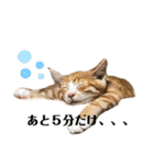 うちのももの日常猫スタンプ（個別スタンプ：22）