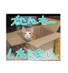 うちのももの日常猫スタンプ（個別スタンプ：23）