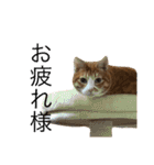 うちのももの日常猫スタンプ（個別スタンプ：24）
