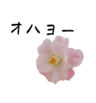 ツバキ時々モモ（個別スタンプ：1）