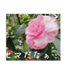 ツバキ時々モモ（個別スタンプ：2）