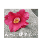 ツバキ時々モモ（個別スタンプ：7）
