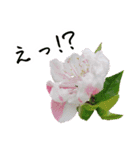 ツバキ時々モモ（個別スタンプ：8）