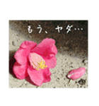 ツバキ時々モモ（個別スタンプ：9）