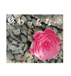 ツバキ時々モモ（個別スタンプ：10）