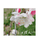 ツバキ時々モモ（個別スタンプ：11）