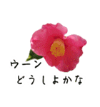 ツバキ時々モモ（個別スタンプ：16）