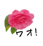 ツバキ時々モモ（個別スタンプ：19）