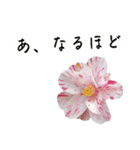 ツバキ時々モモ（個別スタンプ：21）