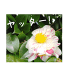 ツバキ時々モモ（個別スタンプ：23）