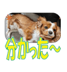 もみじ(保護犬キャバリア1)（個別スタンプ：1）