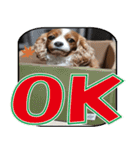 もみじ(保護犬キャバリア1)（個別スタンプ：2）