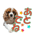 もみじ(保護犬キャバリア1)（個別スタンプ：3）