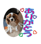 もみじ(保護犬キャバリア1)（個別スタンプ：4）