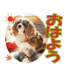 もみじ(保護犬キャバリア1)（個別スタンプ：5）