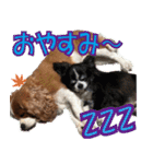 もみじ(保護犬キャバリア1)（個別スタンプ：6）
