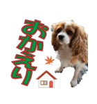 もみじ(保護犬キャバリア1)（個別スタンプ：7）