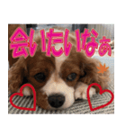 もみじ(保護犬キャバリア1)（個別スタンプ：9）