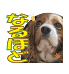 もみじ(保護犬キャバリア1)（個別スタンプ：10）