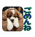 もみじ(保護犬キャバリア1)（個別スタンプ：12）