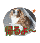 もみじ(保護犬キャバリア1)（個別スタンプ：13）