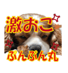 もみじ(保護犬キャバリア1)（個別スタンプ：14）