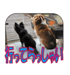 もみじ(保護犬キャバリア1)（個別スタンプ：15）