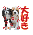 もみじ(保護犬キャバリア1)（個別スタンプ：16）