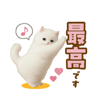 むっちり白ねこ☆（個別スタンプ：3）