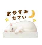 むっちり白ねこ☆（個別スタンプ：11）