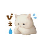むっちり白ねこ☆（個別スタンプ：31）