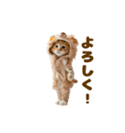 踊る！着ぐるみネコ。（個別スタンプ：4）