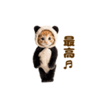 踊る！着ぐるみネコ。（個別スタンプ：13）