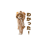 踊る！着ぐるみネコ。（個別スタンプ：14）