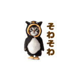 踊る！着ぐるみネコ。（個別スタンプ：18）