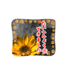 はるかの花束 デージー（個別スタンプ：1）